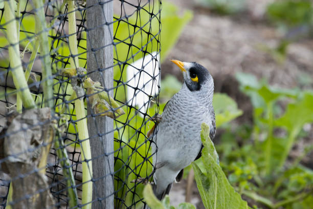 About Best Safety Nets